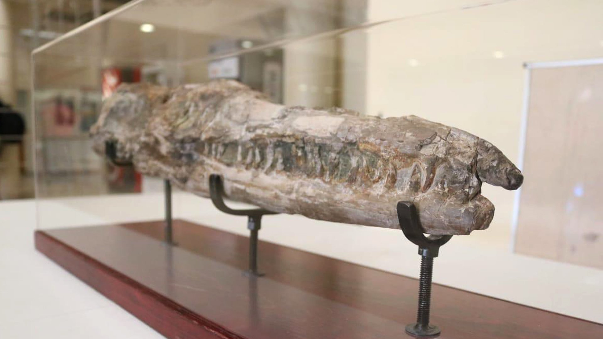 arranca-congreso-nacional-de-paleontologia-en-la-facultad-de-ingenieria.jpeg
