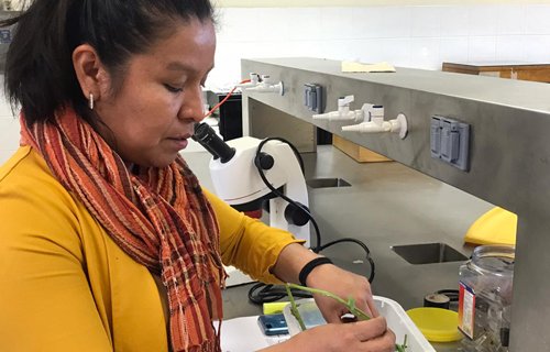 Cumplirá Laboratorio de Entomología de Faciatec 40 años