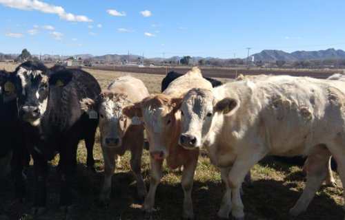 Produce Zootecnia sus propios insumos agrícolas para la reproducción animal