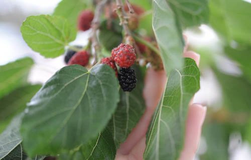Promueven investigadores UACH el cultivo de flores comestibles