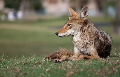 En peligro de extinción 21 especies de depredadores en Chihuahua: Investigador UACH