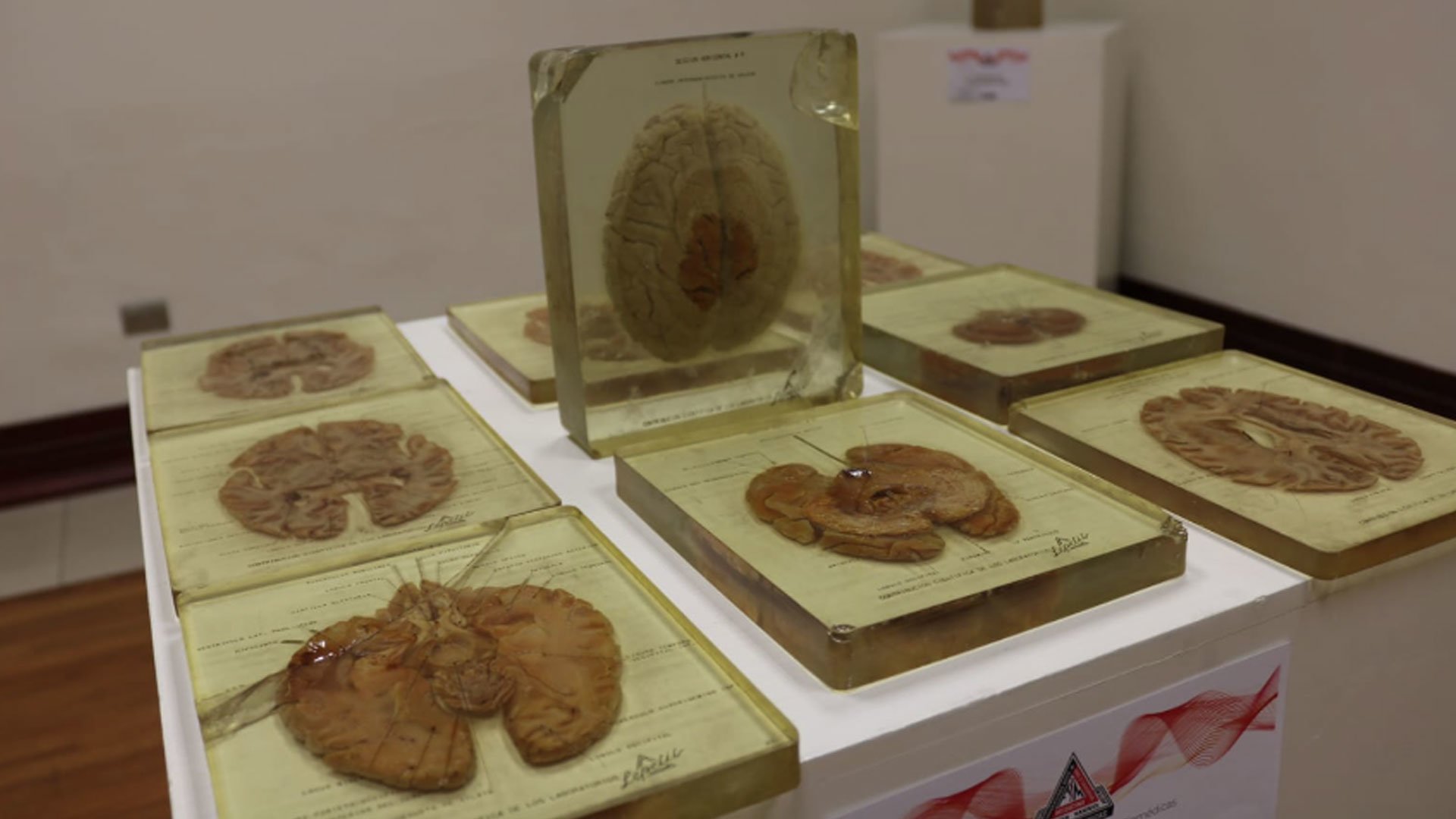 Inauguran-exposición-Anatomía-del-Cuerpo-Humano-en-el-Poliforum-Museo-Universitario1920.jpg