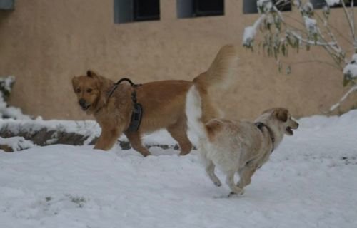 Emite UACH recomendaciones para el cuidado de tus mascotas ante las bajas temperaturas