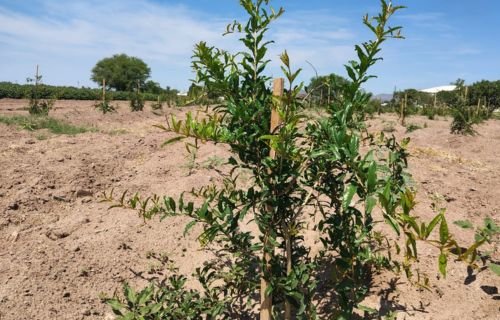 FCAyF de la UACH promueve el cultivo de granado frente a la escasez hídrica en Chihuahua
