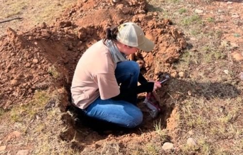 Impulsa UACH investigación innovadora para mejorar el uso del agua y la productividad del nogal pecanero en Chihuahua