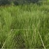 Estudiantes de la FCAyF-UACH fortalecen su formación con práctica de campo en manejo de pastizales