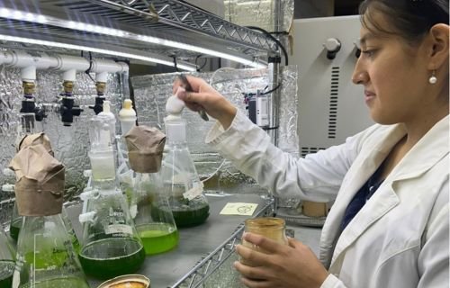 Buscan investigadores de FCQ-UACH desarrollar biofertilizantes a partir de vinazas de sotol